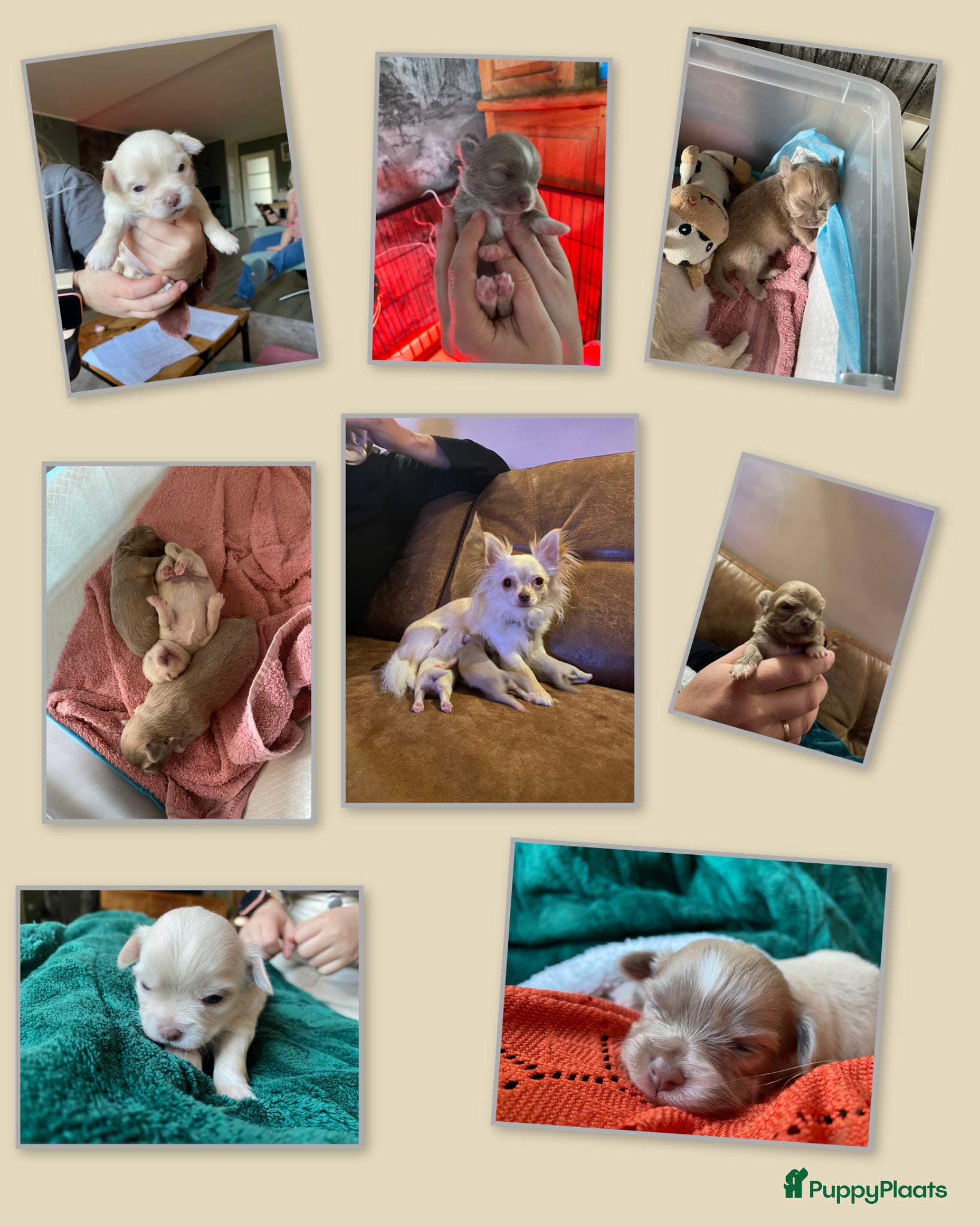Chihuahua honden Chihuahua pups - Advertentie 2