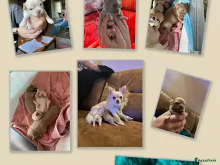 Chihuahua honden Chihuahua pups - Advertentie 2