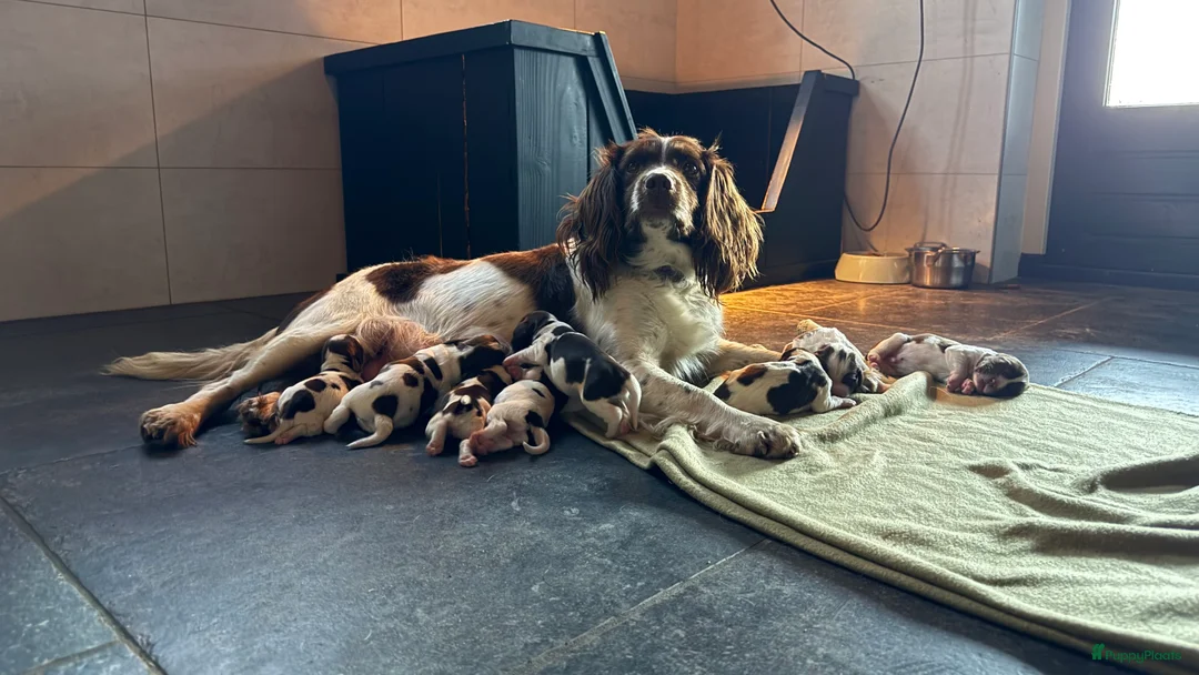 Engelse Springer Spaniel honden te koop: Engelse Springer Spaniël pups - Advertentie 2