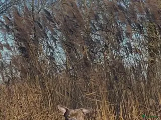 American Staffordshire Terriër honden Jonge, goed opgevoede reu – Amstaff x Pocket Bully - Advertentie 4