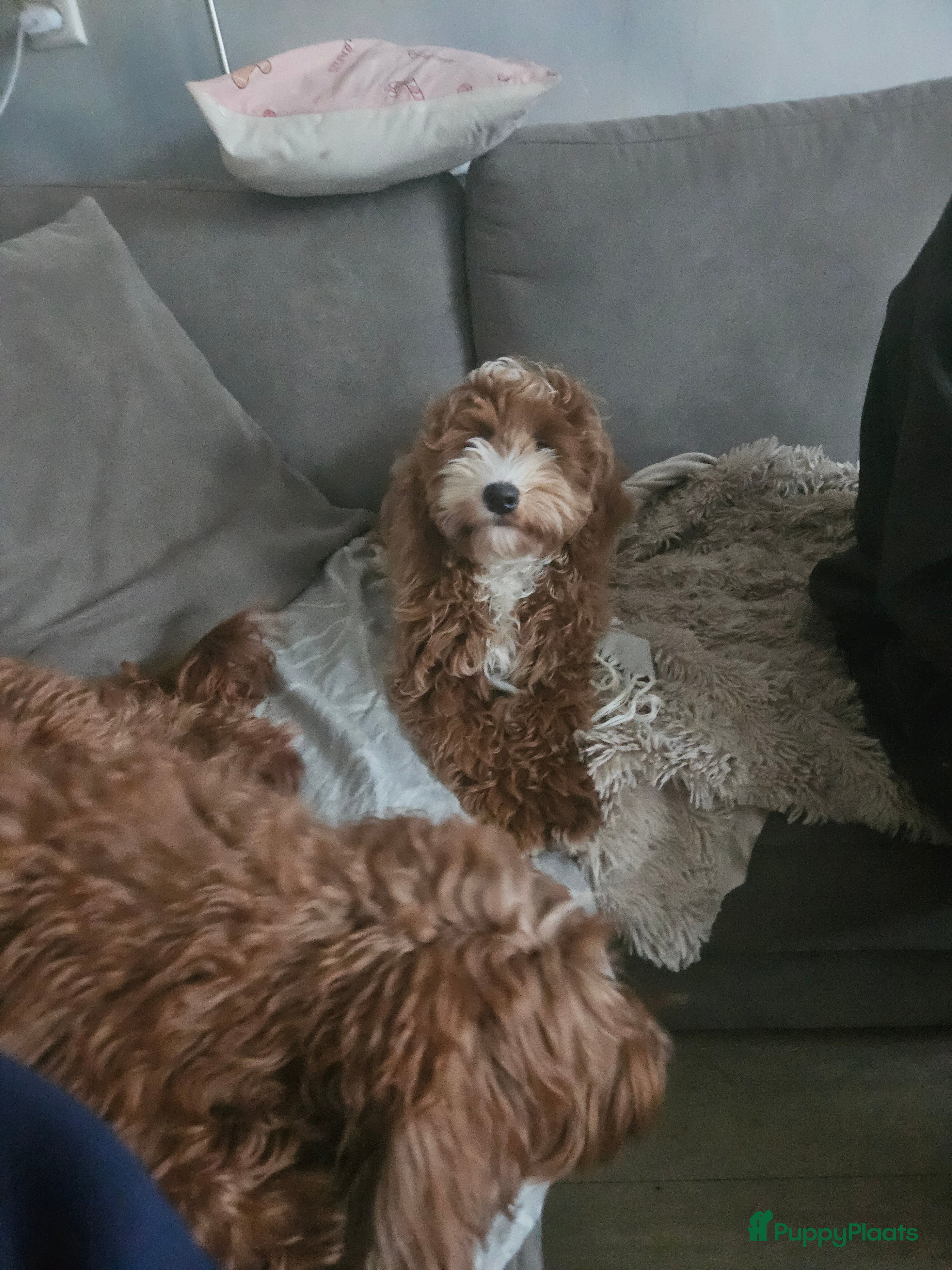 Australian Labradoodle honden Gastgezin gezocht Australian labradoodle teefje  - Advertentie 2