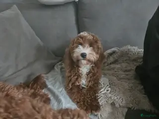 Australian Labradoodle honden Gastgezin gezocht Australian labradoodle teefje - Advertentie 2