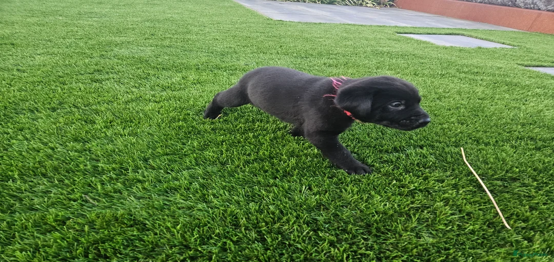 Galerij afbeelding {{count}}