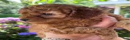 Poedel Toy honden te koop: Prachtig nestje rode/abricot toy poedels toypoedel - Advertentie 6