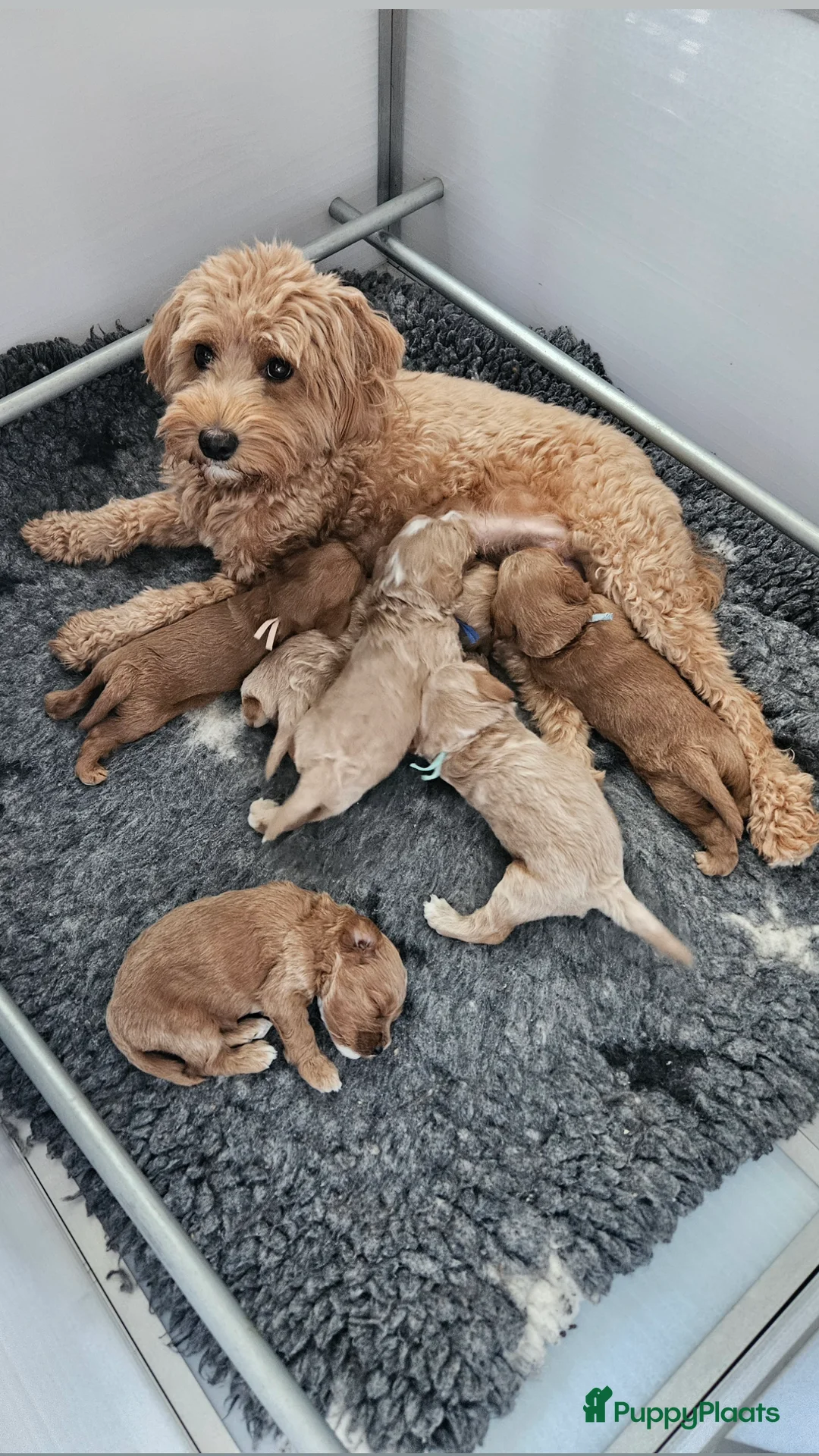 Australian Labradoodle honden te koop: Australian Labradoodle mini pups  - Advertentie 1
