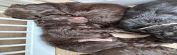 Australian Labradoodle honden te koop: Prachtige donkerbruine Australian Labradoodle reu - Advertentie 21
