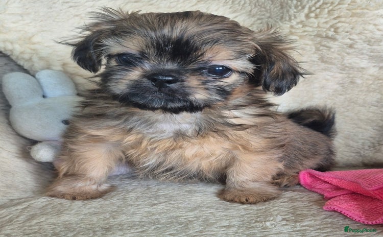 Boomer honden - Advertentie 2