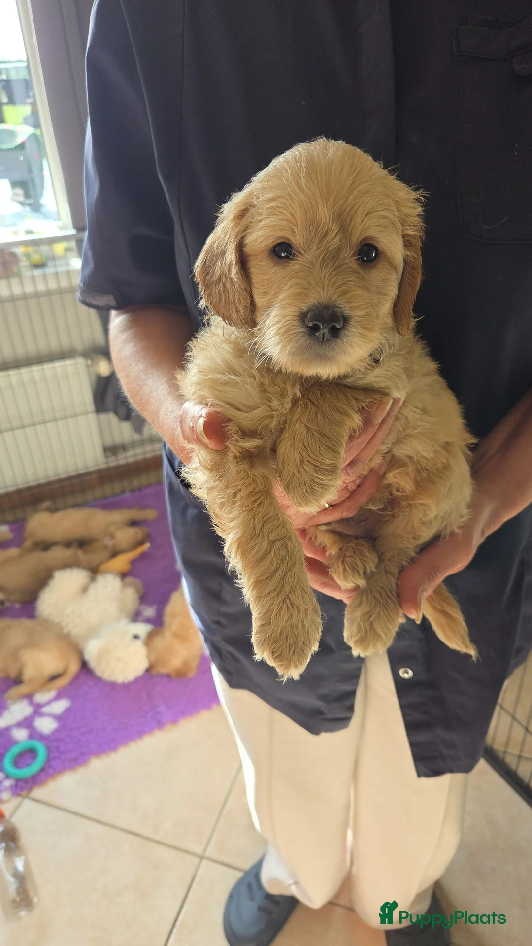 Goldendoodle honden te koop: Goldendoodle puppy F1 REU - Advertentie 1