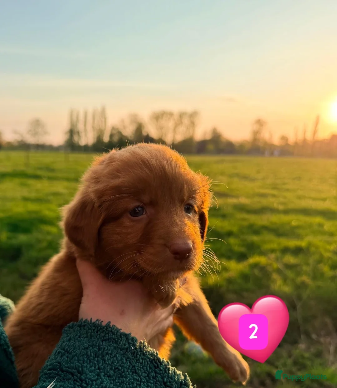 Nova Scotia Duck Tolling Retriever honden te koop: Nova Scotia Duck Tolling retriever pups Toller pup - Advertentie 2