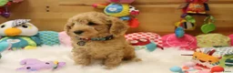 Kruising honden te koop: Prachtig mini Australian labradoodle pupjes - Advertentie 5