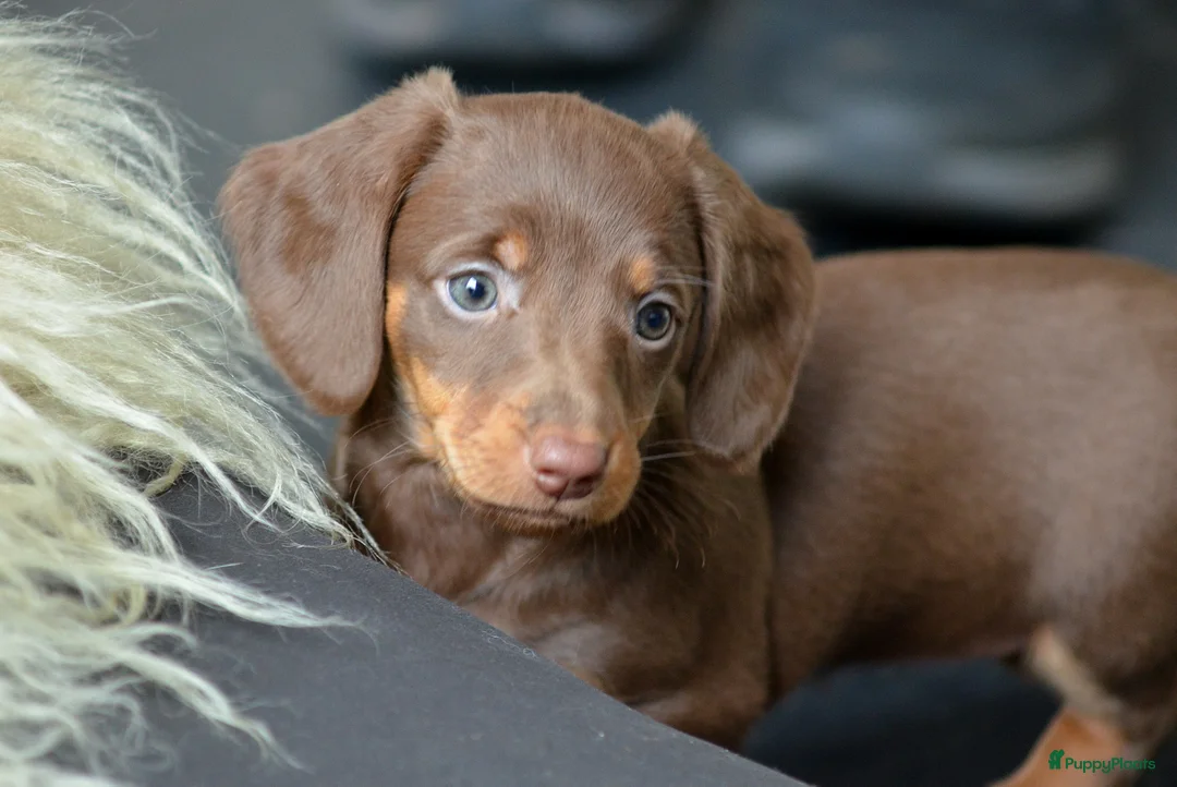 Teckel (korthaar)  honden te koop: Prachtige en lieve kortharige teckelpups. Teckel  - Advertentie 6