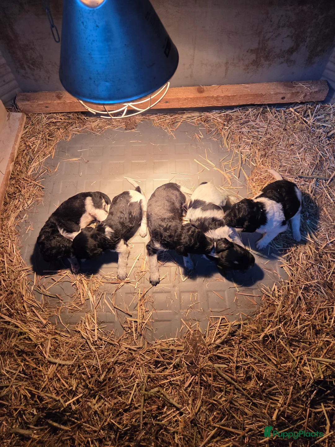 Kruising honden te koop: Friese stabij/heidewachtel pups - Advertentie 2