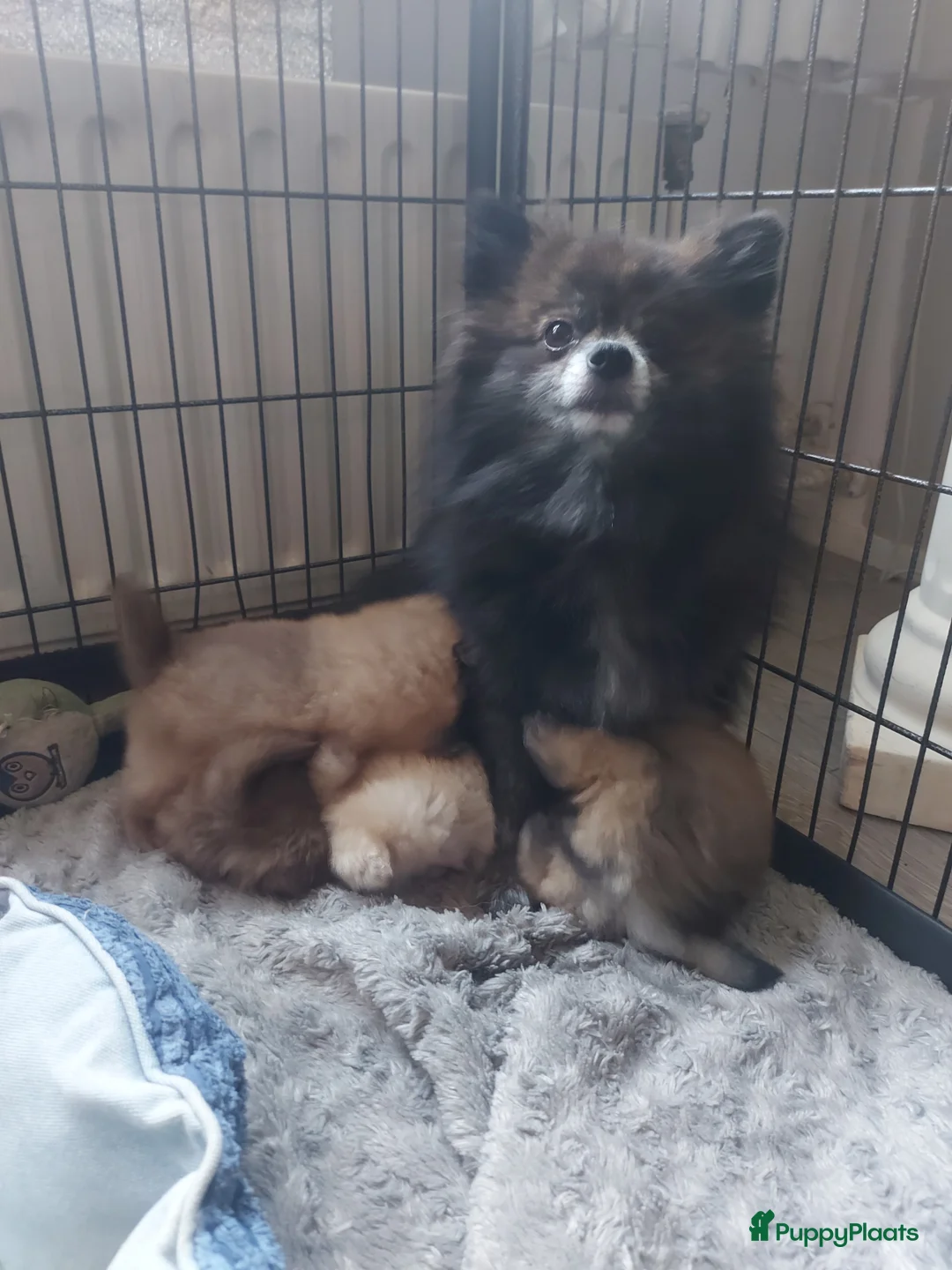 Galerij afbeelding {{count}}