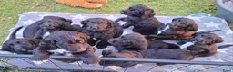 Kruising honden te koop: Labradoodle x Bloedhond / Zwitserse Senner pups - Advertentie 14