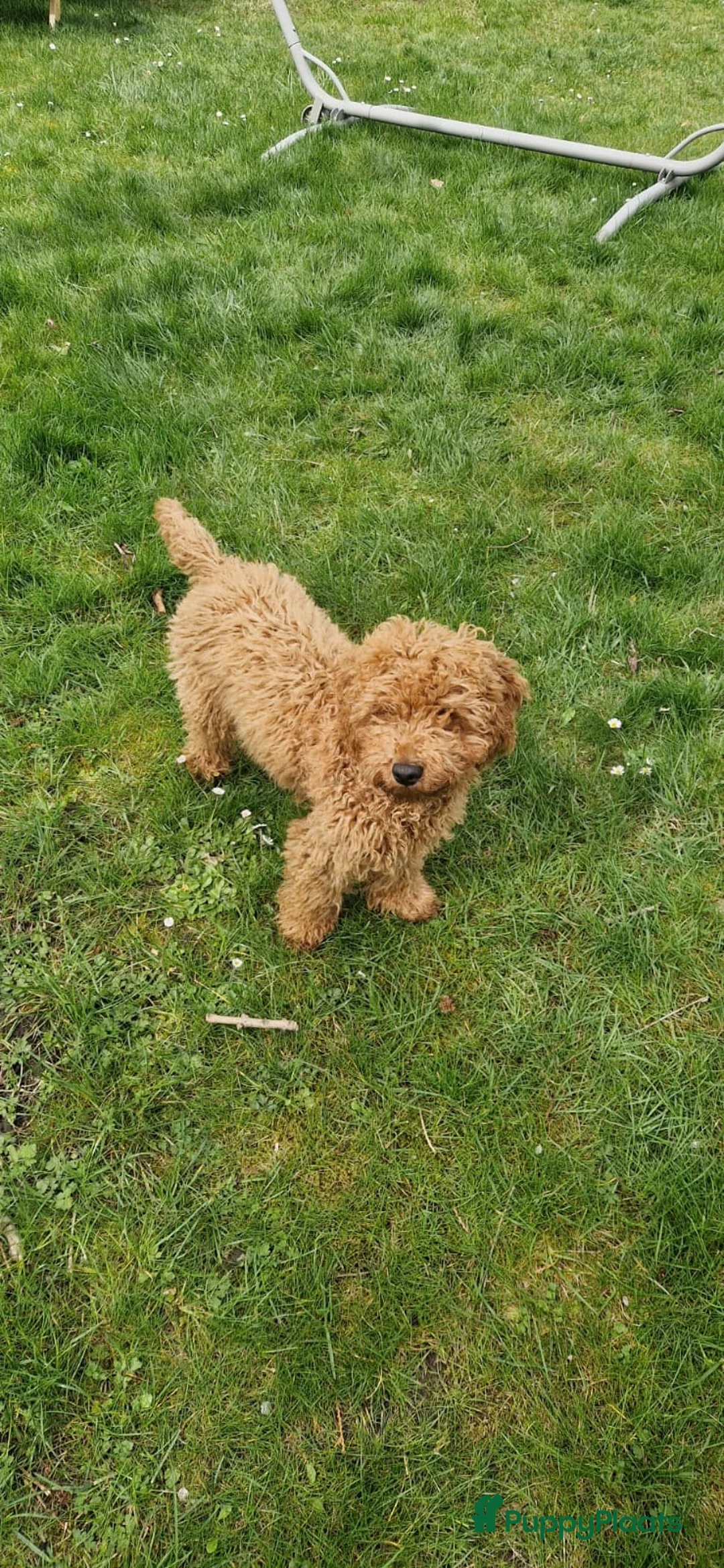 Dwergpoedel honden te koop: Dwergpoedel abrikoos - Advertentie 4