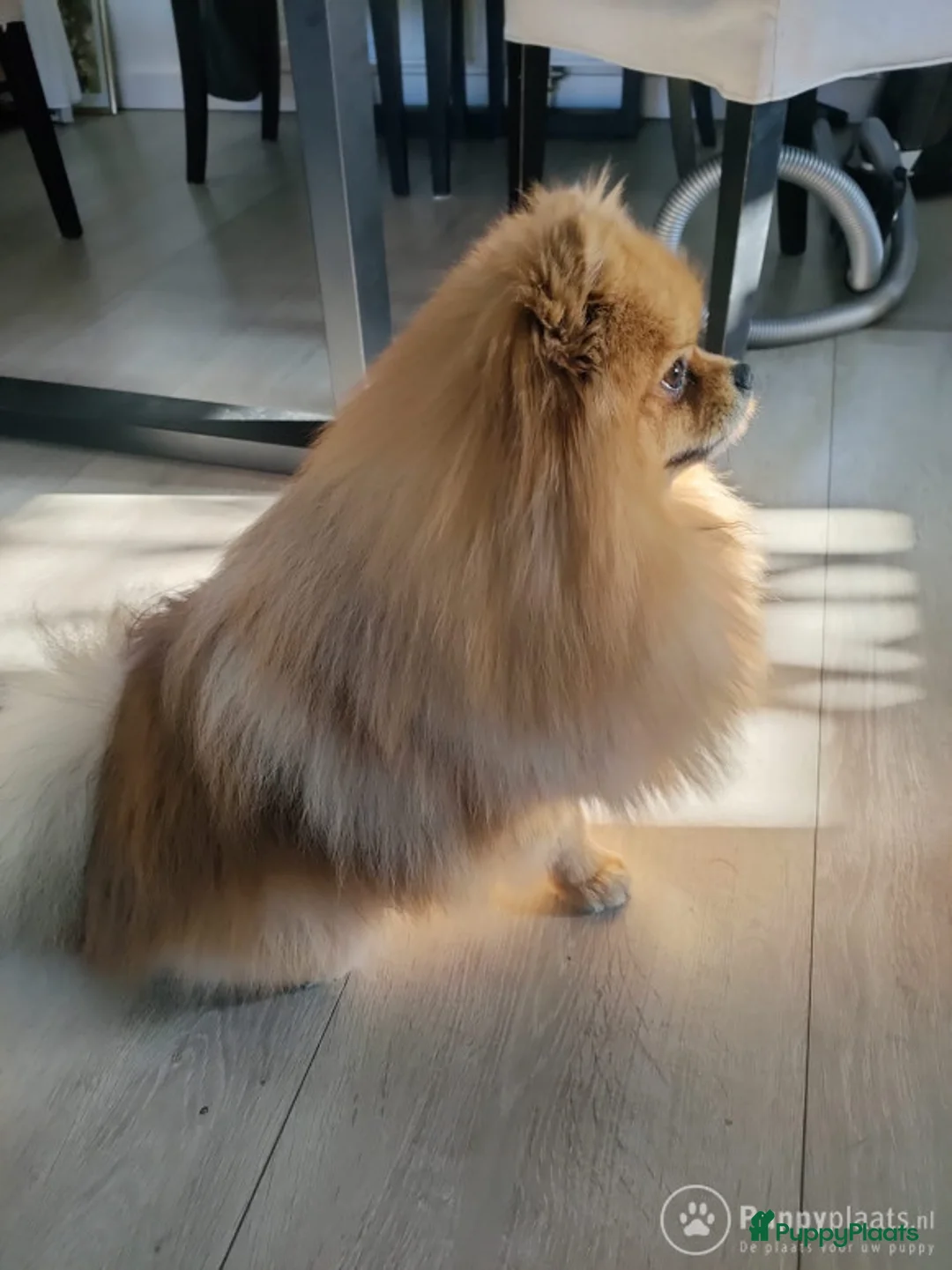 Kruising honden ter dekking: Pomeranian dekreu in Harderwijk - Advertentie 6