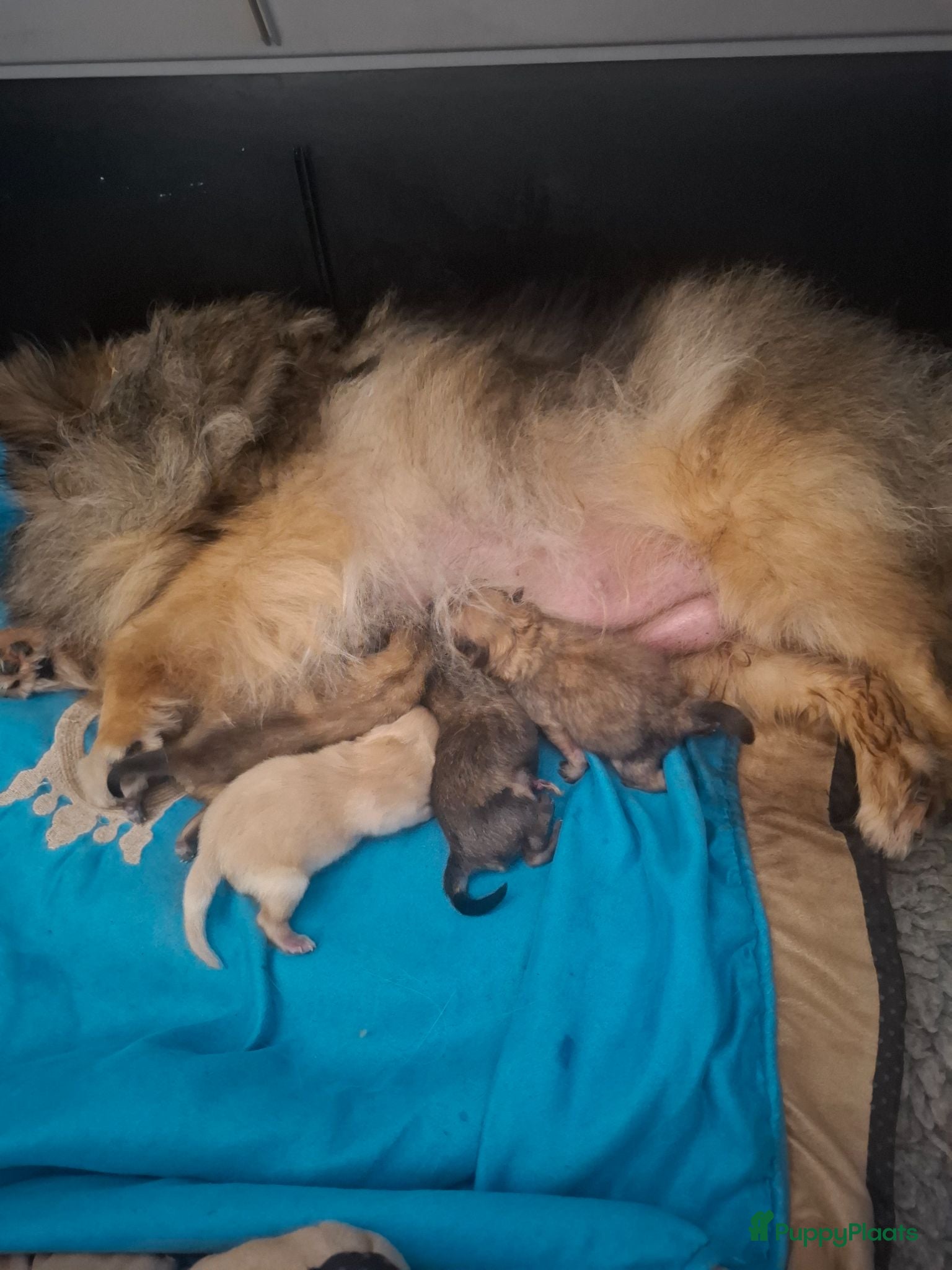 Pomeriaan honden Mooie pomeranian/ dwergkees pups met fci stamboom - Advertentie 11