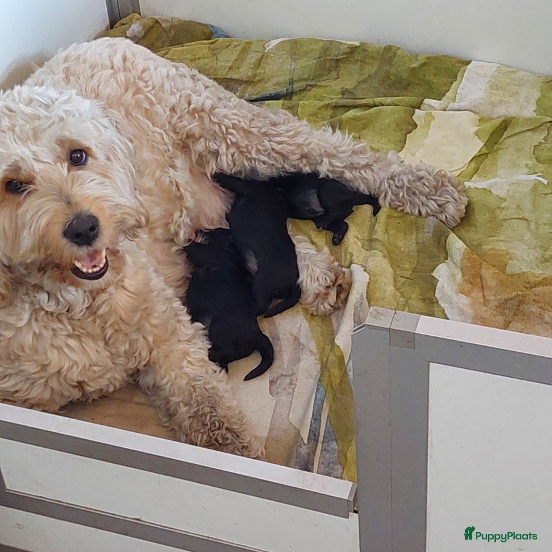 Labradoodle honden te koop: Prachtige zwarte medium labradoodle pups te koop - Afbeelding 4