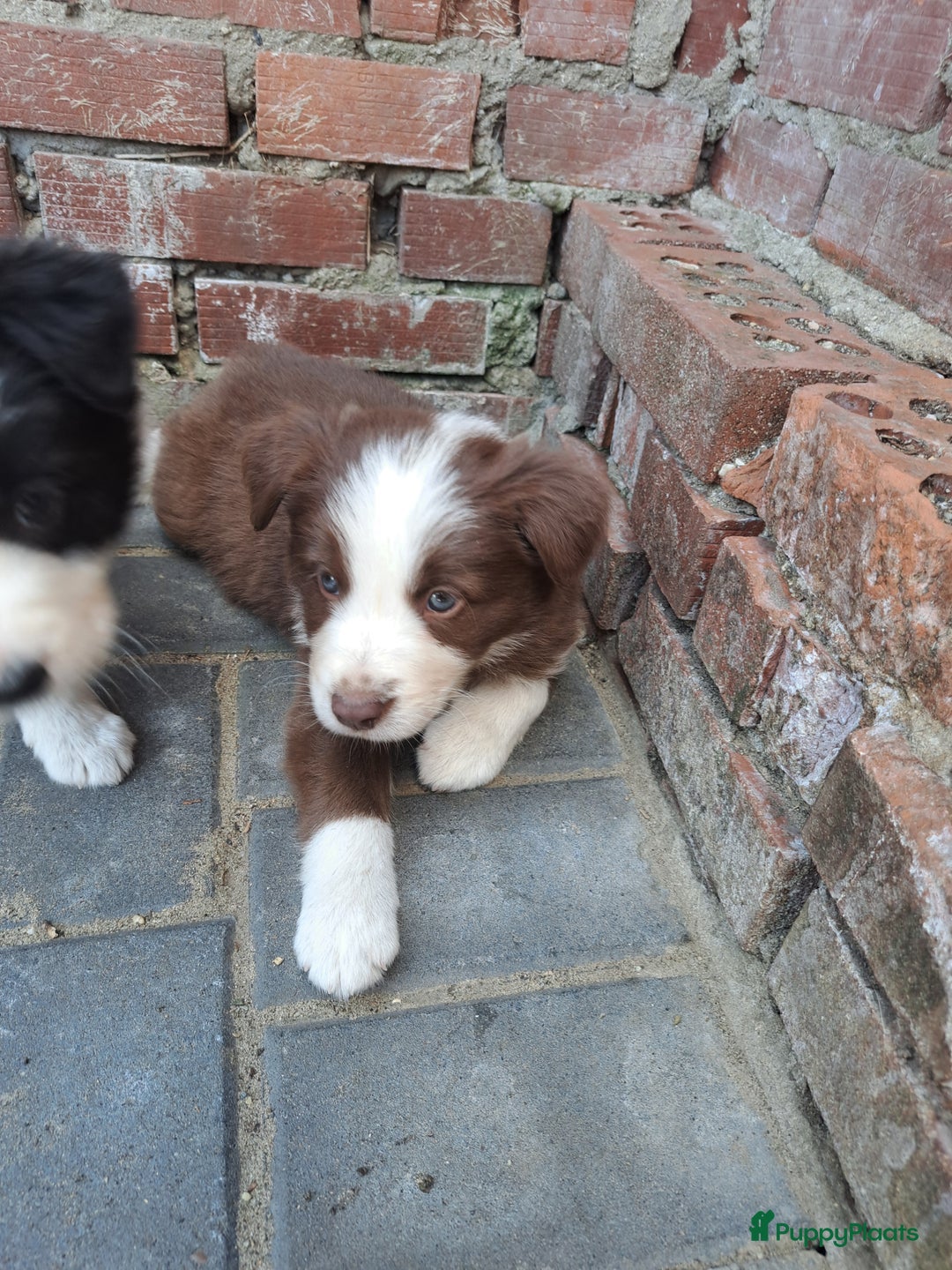 Border Collie honden te koop: Gereserveerd  - Afbeelding 3