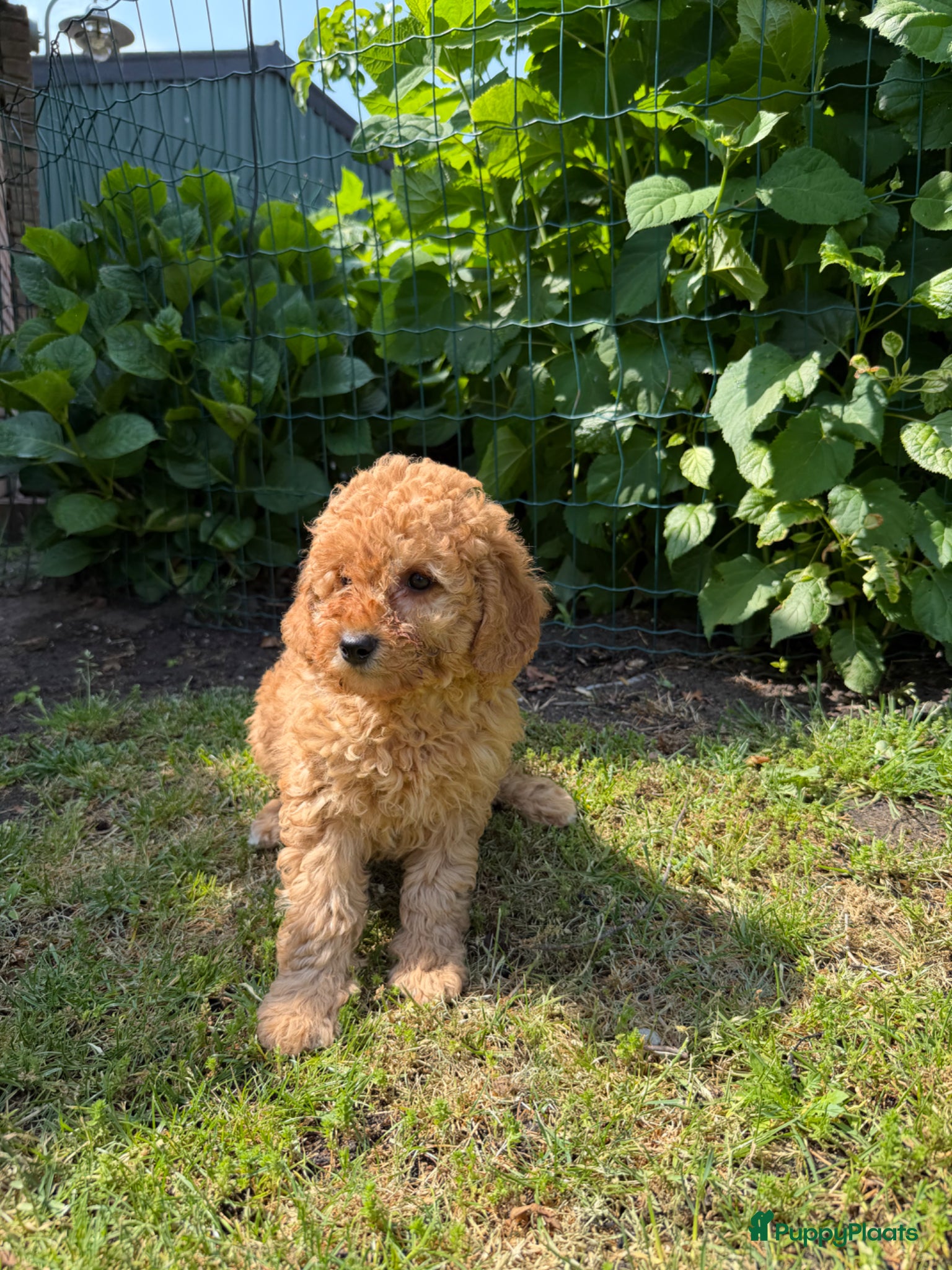 Labradoodle honden te koop: Mini Doodle (Dwergpoedel x Labradoodle) - Advertentie 7