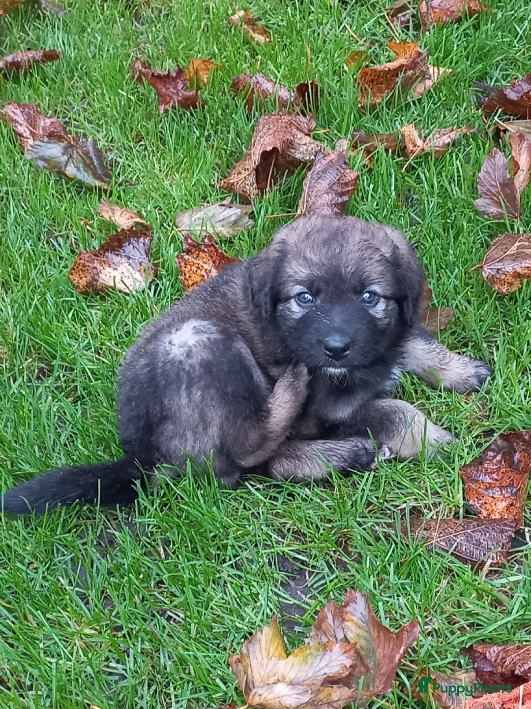 Kruising honden te koop: Mooie pups  mogen weg in de week van 27 november - Advertentie 12