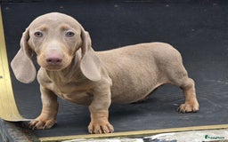 Teckel (korthaar)  honden te koop: Teckel pups mogen verhuizen - Afbeelding 2