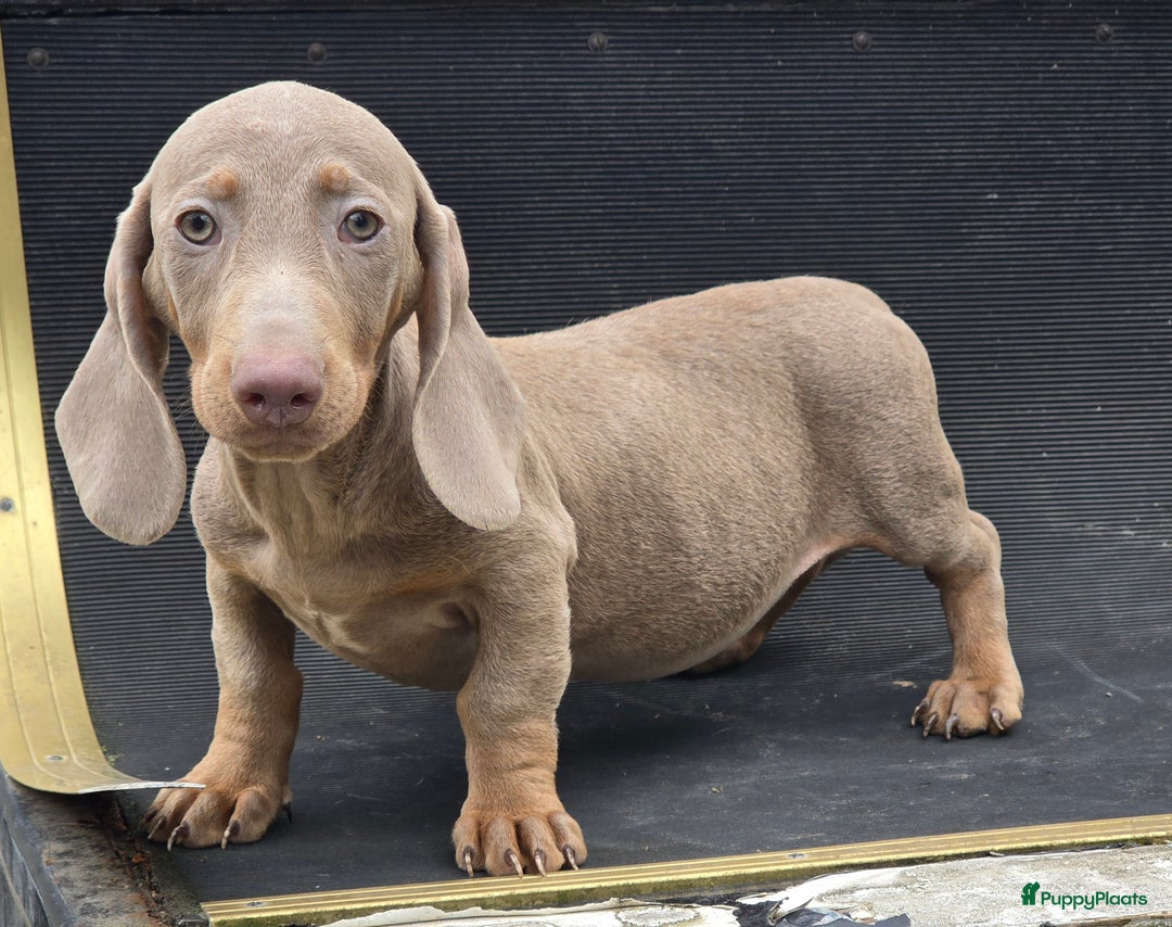 Teckel (korthaar)  honden te koop: Teckel pups mogen verhuizen - Afbeelding 2
