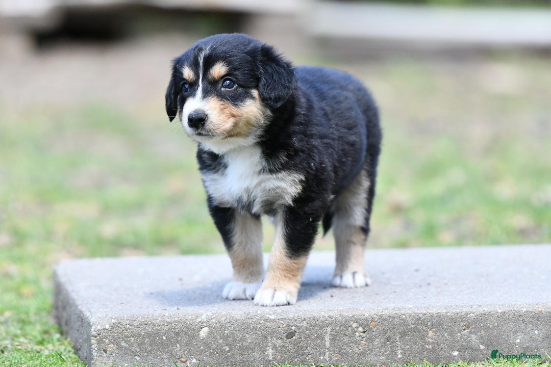 Australian Shepherd honden te koop: Australian Shepherd x Kelpie Pups in Maashees - Afbeelding 18