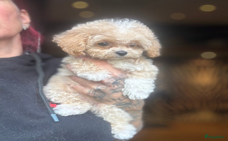 Poedel Toy honden Teacup poedel - Advertentie 2