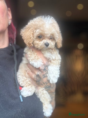 Poedel Toy honden Teacup poedel - Advertentie 1