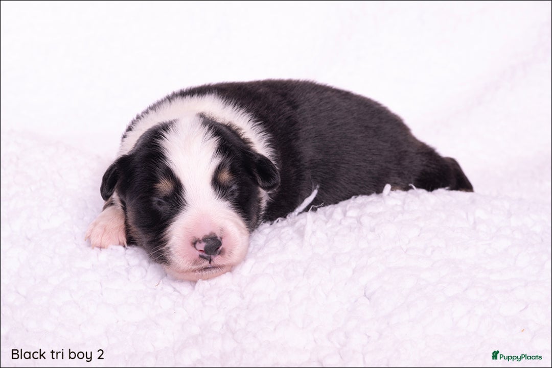 Australian Shepherd honden te koop: Mini Australian shepherd pups (MAS) - Advertentie 9