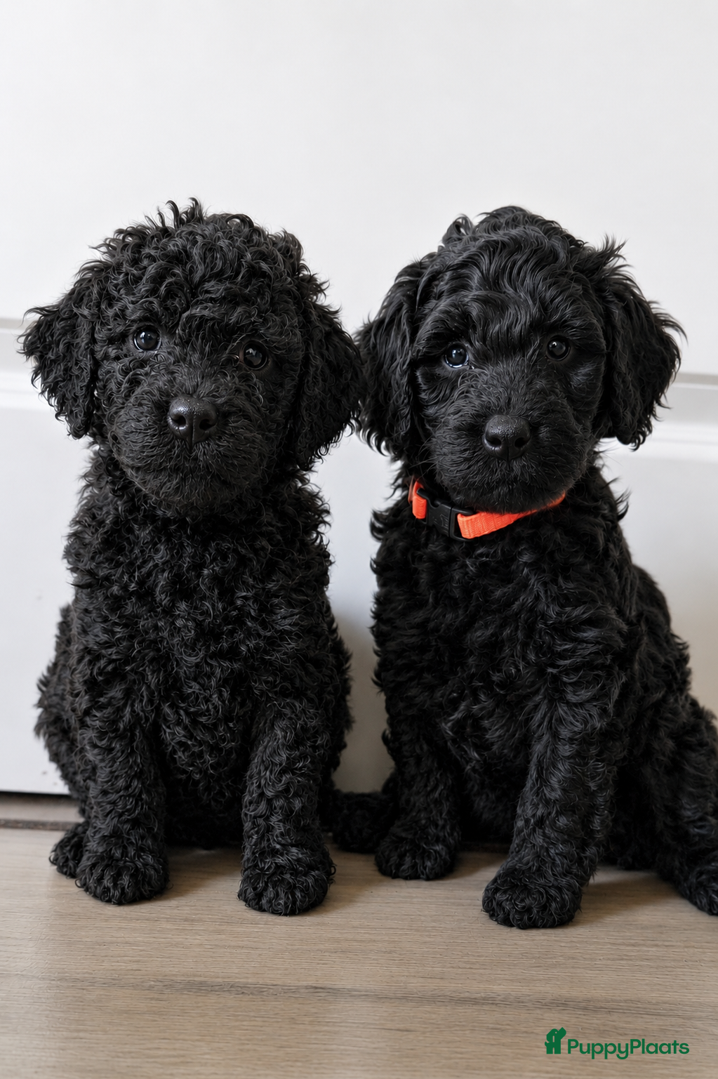 Labradoodle honden Prachtige Labradoodle pups  - Advertentie 13