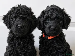 Labradoodle honden Prachtige Labradoodle pups - Advertentie 2