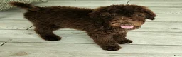Labradoodle honden te koop: prachtige choco f4 multigen labradoodle pups - Advertentie 3