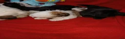 Shih Tzu honden te koop: Lieve leuke raszuiver shih tzu pups - Advertentie 13