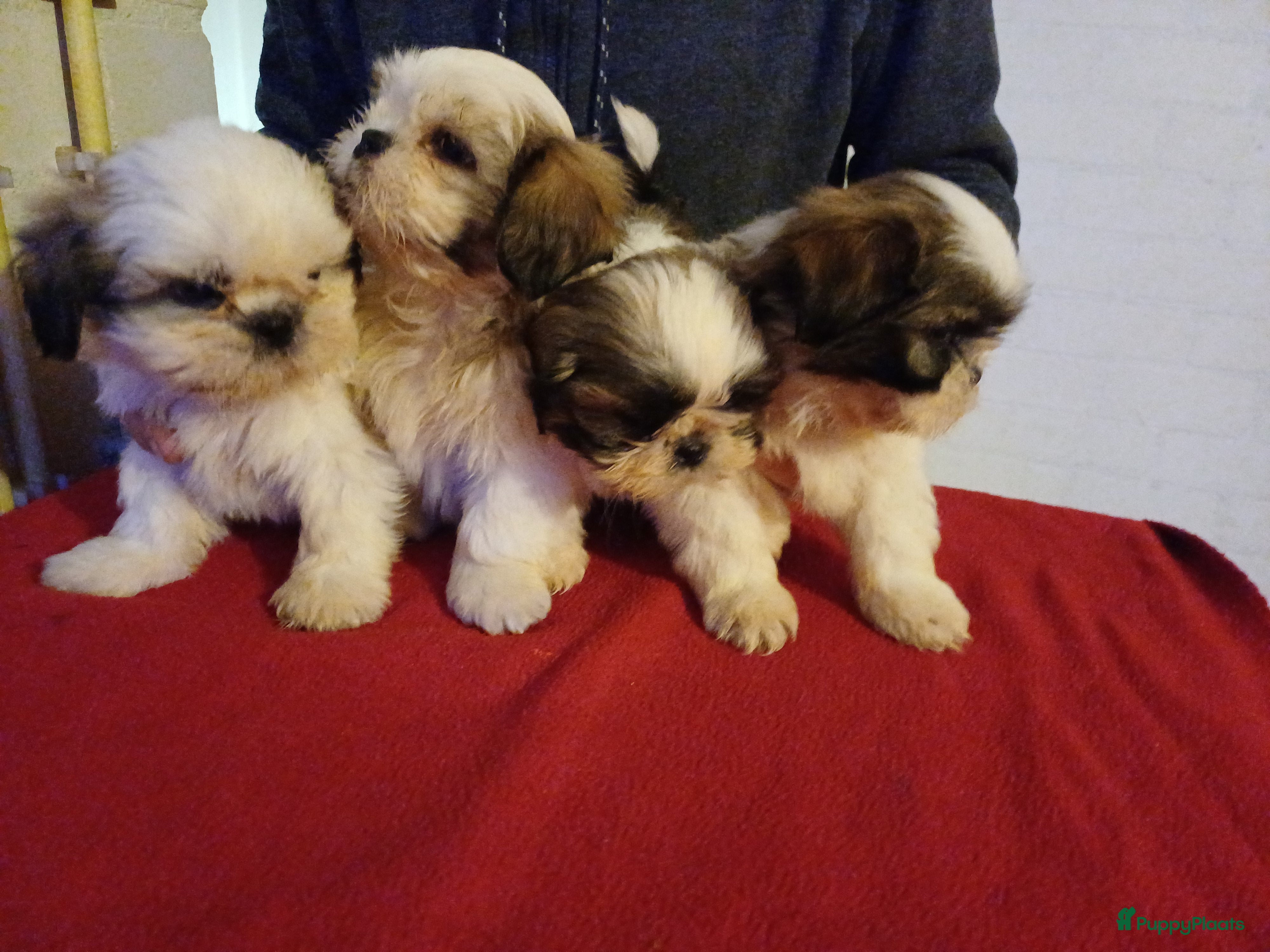 Shih Tzu honden  Nog 1 ras zuiver shih tzu  pup - Advertentie 1