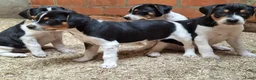Fox Terriër Gladhaar honden te koop: boerenfox pups - Advertentie 6