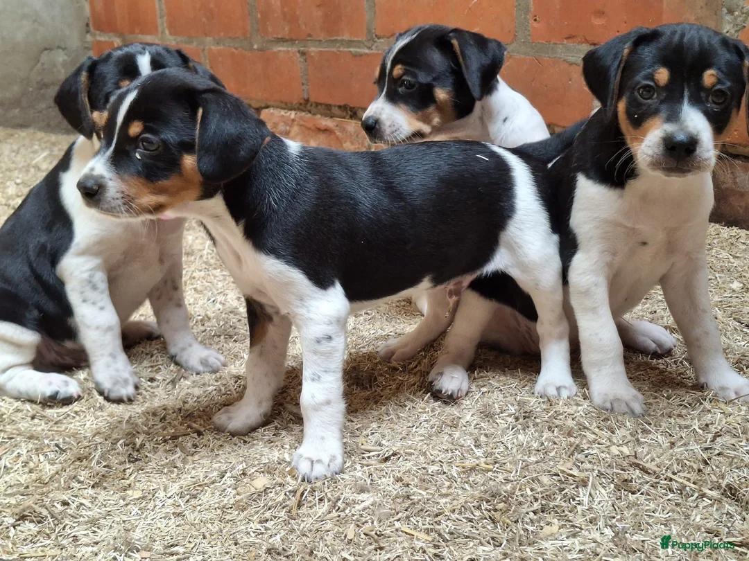 Fox Terriër Gladhaar honden te koop: boerenfox pups - Advertentie 6
