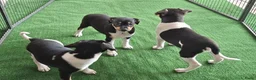 Fox Terriër Gladhaar honden te koop: boerenfox pups - Advertentie 5