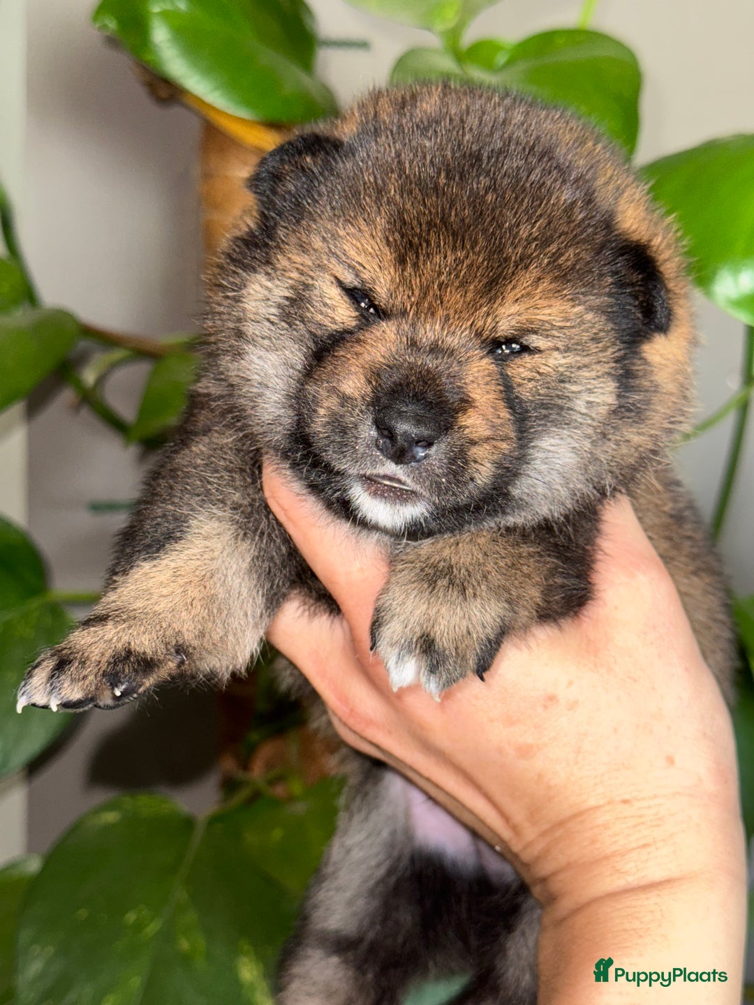 Shiba honden te koop: Shiba Inu pups met FCI stamboom - Afbeelding 14