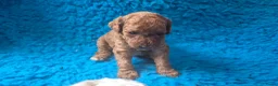Cockapoo honden te koop: Hele mooie cockapoo pupjes - Advertentie 13