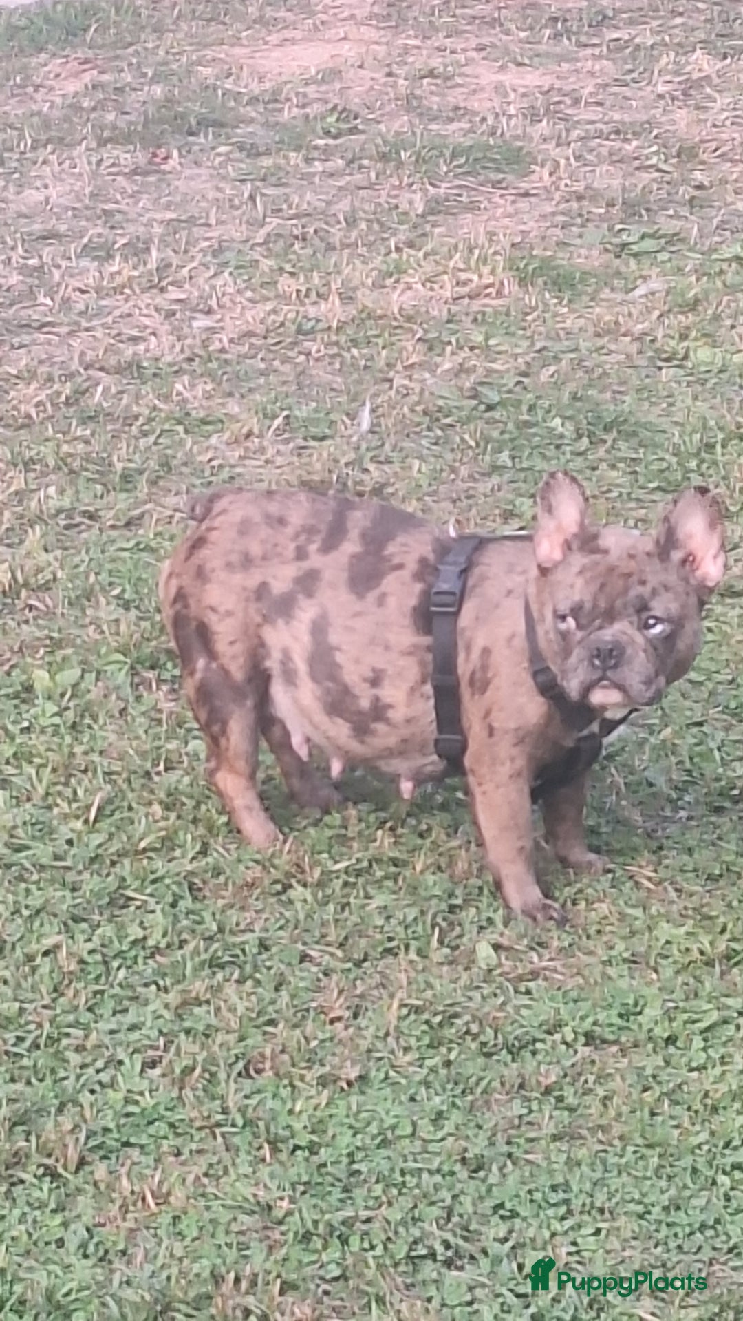 Franse Bulldog honden te koop: Nieuwe franse bulldog pups.  - Advertentie 2