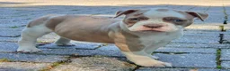 Amerikaanse Bulldog honden te koop: Mooie Amerikaanse Bulldog pups  - Advertentie 23