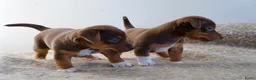 Jack Russel Terriër honden te koop: Stoere Jack Russel pups beschikbaar - Advertentie 7