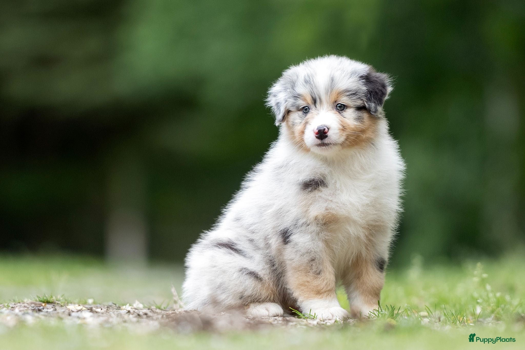 Australian Shepherd honden Australian shepherd pups met stamboom - Advertentie 1