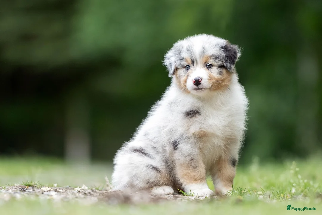 Australian Shepherd honden te koop: Australian shepherd pups met stamboom - Advertentie 1