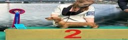 Ruwhaar Teckel honden te koop: Prachtige ruwhaar teckelpups kaninchen/dwerg - Advertentie 4