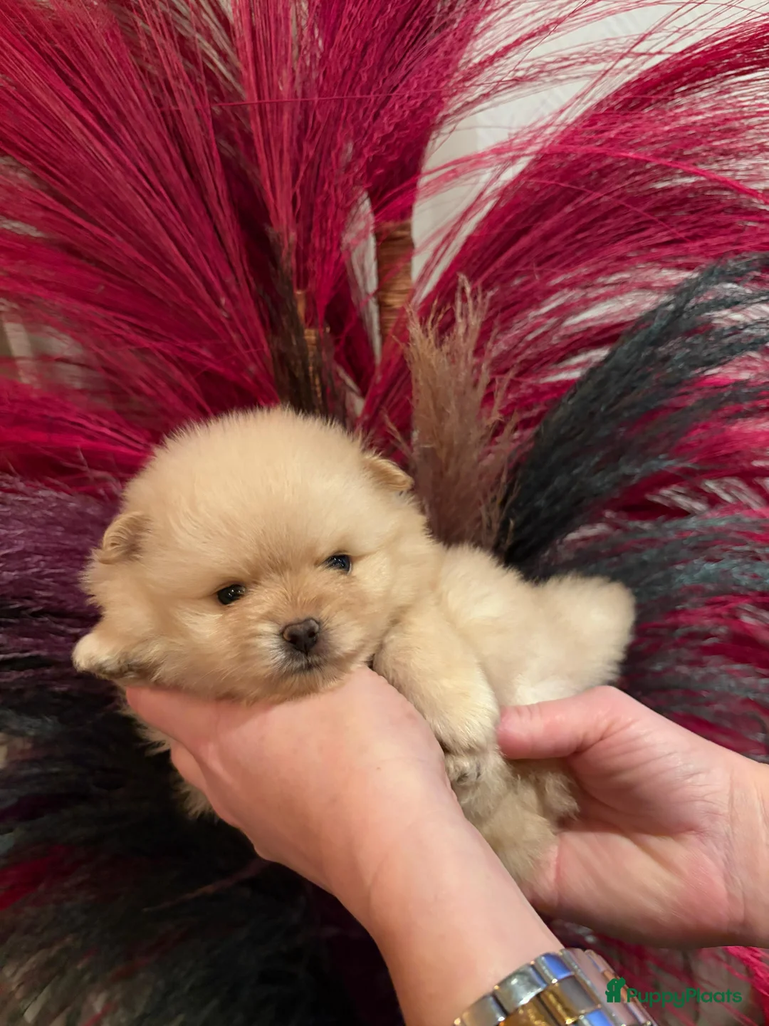 Pomeriaan honden te koop: Pomeriaan teefje ❤️ - Advertentie 9