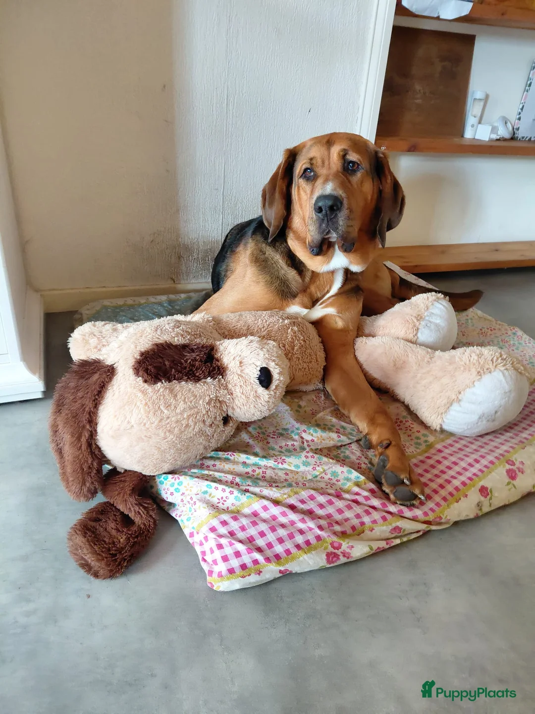 Kruising honden te koop: Labradoodle x Bloedhond / Zwitserse Senner pups - Advertentie 6