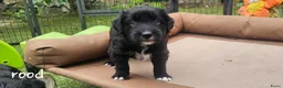 Bearded Collie honden te koop: Bearded Collie outcross - Advertentie 5